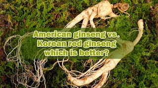 American ginseng vs Korean red ginseng which is better I Common questions about Ginseng [upl. by Ayouqes]