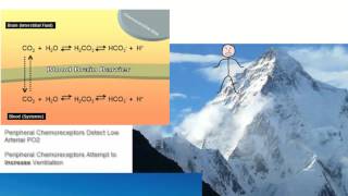 Altitude Adaptation of Central Chemoreceptors [upl. by Goldia898]