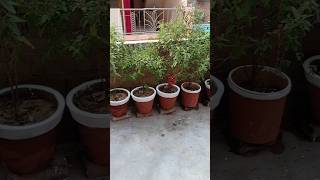 hum logo ne tulsi poojan ki taiyaari ker li thehomemakervlogs kartikpurnima food subscribe [upl. by Ewens]