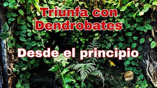 Construye tu primer terrario de Dendrobates CORRECTAMENTE [upl. by Assened397]