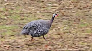 Birds spotted during park stroll guineafowl pheasants paradise ducks blackbird [upl. by Stander711]