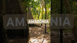 A maior árvore da amazônia samaúma travel paisagem turismo natureza nature amazon amazonia [upl. by Cia]