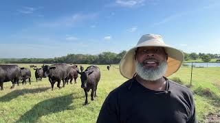 Rotational Grazing Herding Cattle from the North Pasture to the South Pasture [upl. by Mieka]