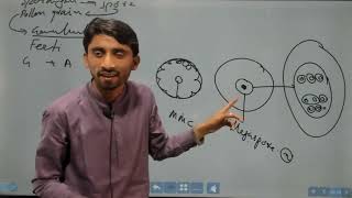 Plant kingdom lecture 4 double fertilization in angiosperm [upl. by Sinclair]