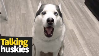 Hilarious Talking Huskies Compilation  Huskies are Awesome [upl. by Tiphany]