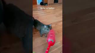 Cute Animals 🐱 funny cats compilation 😅 HelloKittyCats Ep 5016 [upl. by Nyrek762]