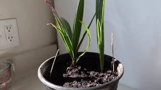 A Pair Of Chamaerops Humilis Seedlings  Mediterranean Fan PalmEuropean Fan Palm [upl. by Jenn865]