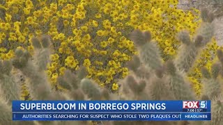 Superbloom In Borrego Springs [upl. by Kred499]