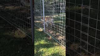 Shasta Tiger  Cool Morning Dew  CHUFFING [upl. by Namie]