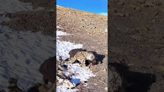 Snow leopard hunts a young yak No intervention due to the animal protection law [upl. by Neleag960]