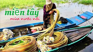 Về An Giang mùa nước nởi trên kênh tha la cá đồng rất nhiểu [upl. by Shanta5]