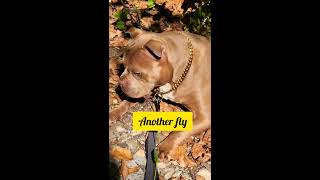 Being pelted daily acorns newengland fall autumn october bullydogs [upl. by Ines]