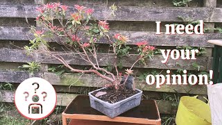 Pieris Japonica Bonsai [upl. by Ogu607]