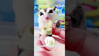 Tiny Sugar Glider Rescued and Raised with Unconditional Love shorts [upl. by Rigby]