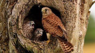 Brave Kestrel Mum Raises Chicks Alone  Jeff amp Jenny  Wild Lives  Robert E Fuller [upl. by Cristal12]