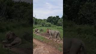 African Safari LionKing Lions BigCats WildlifePhotography TravelAfrica NaturePhotography [upl. by Huntlee]