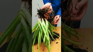 How To Propagate Aloe Plant By Division [upl. by Sirovat]