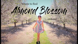 Where to find Blooming Almond Blossom Orchard near Bay Area  Northern California [upl. by Anivad]