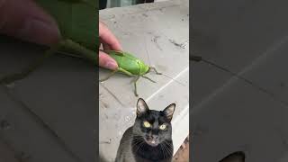 Nova Kitty watches The giant falseleaf katydid Pseudophyllus titan part 2 catvideos [upl. by Ott771]