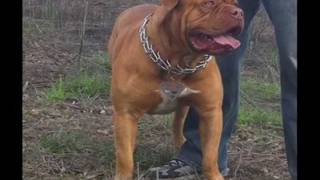 French Mastiff STUD [upl. by Tyoh]