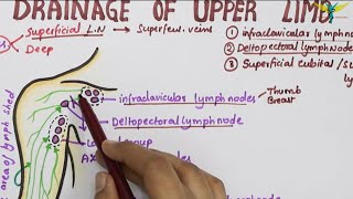 Lymphatic Drainage of Upper Limb  Lymph Vessels amp Lymph Nodes [upl. by Lurline]