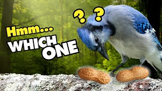 5 Weird and Funny Things Blue Jays Do [upl. by Aihsa129]