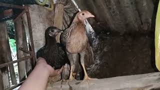 My grand daughter love this pet manok [upl. by Sherman]