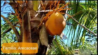 Cultivo de COCO en la Selva Central del Perú 😱Pichanaki 💚Secretos del agro con Elvis Carrera ☺️ [upl. by Luby]