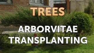 Arborvitae Transplanting [upl. by Nazarius]