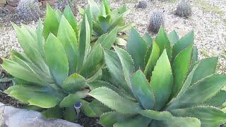 Plant Traveller AGAVE GALLERY Agave bovicornuta [upl. by Mcfarland]