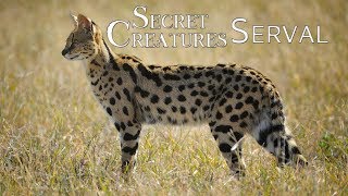 🐾 The Elusive Serval Africas LesserKnown Spotted Cat 🐆  Wildlife Conservation [upl. by Eidarb]