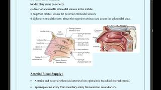 anatomy of the paranasal sinuses [upl. by Mutz]