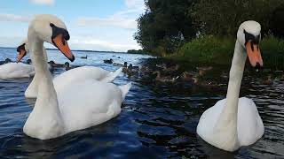 🇮🇪☘ MUTE SWANS🦢MALLARD DUCKS🦆loughneagh💧loveirelandmore💧tranquility💧mustsee💧LIKE👍🙏subscribe🙏😇zen [upl. by Acireit452]