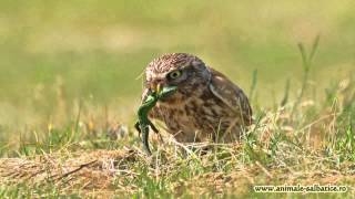 Cucuveaua  Little Owl Athene noctua [upl. by Innavoij]