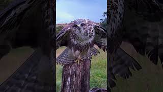 Buzzard Buteo buteo takes a shower 🦅🚿 [upl. by Enael819]