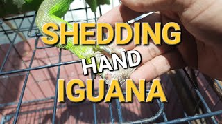 IGUANA SHEDDING  Shedding Hand Iguana  Helping Lizard Shed  Shedding Skin [upl. by Caras]