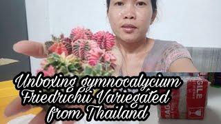 Gymnocalycium Friedrichii Variegated unboxing from Thailandindaynannettevlog [upl. by Ulane297]