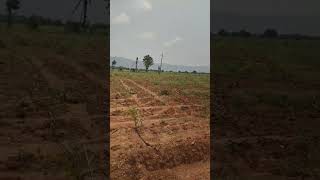 Red sandalwood farm land 8th venture redsandalfarmlands farming redsandalwood [upl. by Tnecniv447]