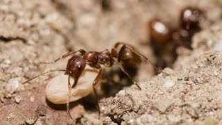 RAID DE FOURMIS ESCLAVAGISTES [upl. by Atled]