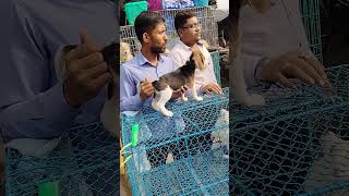 Galif Street pet market today New dog 🐶🐕🐕🐶 price update tala kolkata dogs [upl. by Avra308]