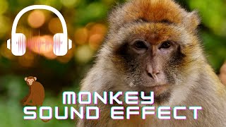 Monkey sound effect  Monkey sounds  What sounds do monkeys make [upl. by Analli252]