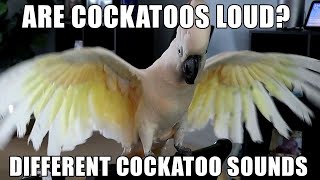 Are Cockatoos Loud The Different Sounds of Cockatoos [upl. by Vinson]