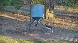 2019 Texas Live Deer Camera  Exotics 247 Feed with Playback [upl. by Leede]