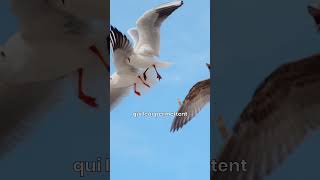 les mouettes boivent de leau de mer [upl. by Lorre]