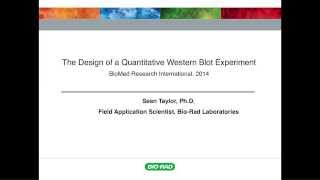 Designing a Quantitative Western Blot Experiment to Avoid Common Pitfalls [upl. by Garey]