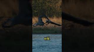 Cranes Nature’s Elegant Dancers animals wildlife factsvideo [upl. by Clea798]