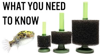 Pros amp Cons of Sponge Filters  Do You Really Need One for Your Aquarium [upl. by Eirrek476]