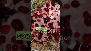 The Bleeding Tooth Fungus Gory Mushroom Marvel 🍄 weird nature strange fungus carnivore facts [upl. by Gwyneth279]