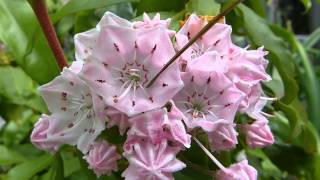 Kalmia latifolia pollination [upl. by Eliath]