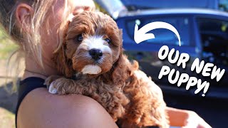 Collecting our 8 WEEK old Cavapoo Puppy [upl. by Lelith350]